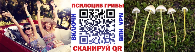 магазин  наркотиков  Орск  Псилоцибиновые грибы Psilocybine cubensis 